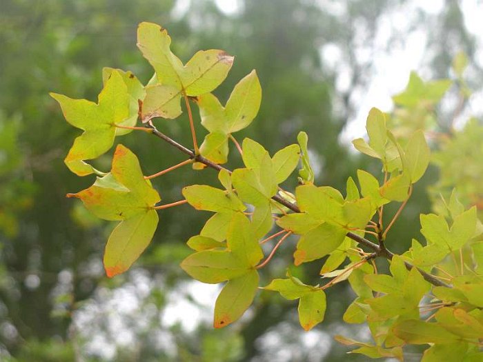 Acer monspessulanum (2)